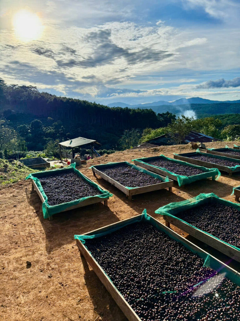 Arabica Cầu Đất – Đỉnh cao của Arabica Việt Nam